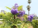 【周辺/ジャカランダ】6月頃に咲く、姉妹都市ポルトガルのカスカイス市より贈られた世界三大花木の一つ。