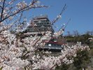 【周辺/熱海城】春には熱海城と桜の美しいコラボレーションをご覧いただけます。