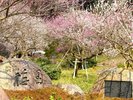 【周辺/熱海梅園】園内では梅、桜、新緑、紅葉と四季折々の自然を存分に感じていただけます。