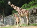 東山動物園のキリン