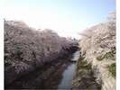 山崎川の桜