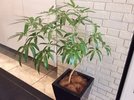 ロビーには癒やしの観葉植物