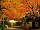 紅葉で人気となる秋シーズンのご予約はお早目に…