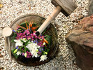 玄関でお出迎えいたします「花手水」