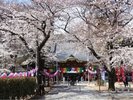 当館から徒歩1分のお寺「蓮馨寺」で花見を満喫できます。