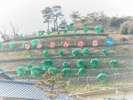みかんの有名な広野町