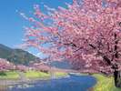 河津桜(2月初旬〜3月上旬)