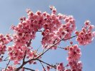 土肥桜(12月中旬〜2月上旬)