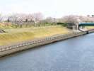 荒川の南を流れる新河岸川。綺麗な桜堤を眺めることができます。