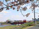 桜越しに見る岩淵水門