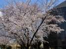赤羽桜堤緑地の桜。一年のうちでもひときわ綺麗な季節です。
