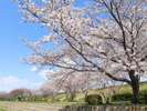 赤羽桜堤緑地の桜。一年のうちでもひときわ綺麗な季節です。