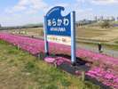 花を愛でながら荒川の雄大さを見ることができるスポットです。