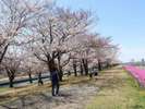 赤羽桜堤緑地の桜。一年のうちでもひときわ綺麗な季節です。