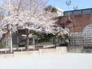 レンガ造りの橋と桜が非常に合うフォトスポットです。