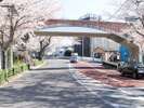 レンガ造りの橋と桜が非常に合うフォトスポットです。