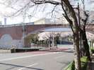 レンガ造りの橋と桜が非常に合うフォトスポットです。