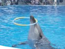 九十九島水族館「海きらら」九十九島の海を再現した地域密着型の水族館です♪当館から車で約50分