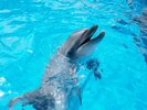 九十九島水族館「海きらら」九十九島の海を再現した地域密着型の水族館です♪当館から車で約50分