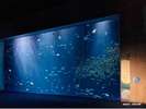 【四国水族館】2020年4月OPEN！日本屈指の圧倒的な水景・四国水景をテーマにした水族館（車で約30分）
