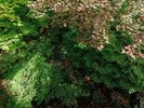 ■【富士】本館和室14畳/四季を映す日本庭園を望む