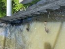第1と第2駐車場の間に流れる川(用水路?)では、亀と鯉を見ることが運が良ければできます。