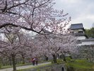 周辺観光/【舞鶴公園(春)】花と歴史の舞鶴公園、約1000本の咲き誇る桜は圧巻/提供:福岡市