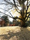 京都御苑 ホテルから徒歩10分 四季折々の自然を楽しめます