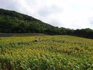【志摩市観光農園〜夏〜】当施設より車で約40分