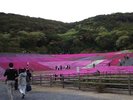 【志摩市観光農園】当施設より車で約40分 、一面に広がる可憐なコスモスの花畑