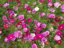 【志摩市観光農園】当施設より車で約40分 、一面に広がる可憐なコスモスの花畑