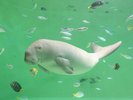 【鳥羽水族館】当施設より車で約20〜25分、ジュゴン「セレナ」との出会いをお楽しみいただけます。