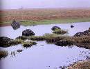 天然記念物：初春の八島ヶ原湿原鎌が池：ヒュッテより徒歩70分