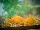 当館の金魚2匹。3年近くで、鮎くらいの大きさまで成長いたしました。