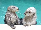 鳥羽水族館