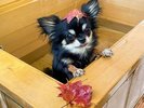 準特別室、特別室、貴賓室、迎賓室の客室にはお客様用、愛犬用に専用露天を完備しております。