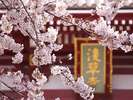 春の浅草寺の様子