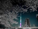 冬の東京の様子