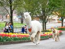 【りんどう湖ファミリー牧場】