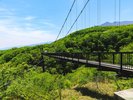 【夏のツツジ吊り橋】