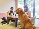 ワンちゃんに優しい畳のお部屋です