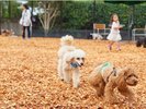 【屋外ドッグラン】愛犬同士の交流の場にも!