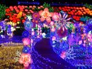 ぐらんぱる公園のグランイルミは必見!18:00〜21:30ぜひ足を運んでみてください♪写真提供:伊東市観光課