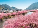 河津桜まつり(例年2月上旬〜3月上旬)※当館から車で約30分