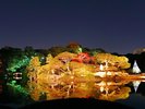 【六義園/秋】六義園の紅葉ライトアップ(池袋駅から3駅)
