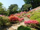 【六義園/春】小高い築山と広い池をもつ明るい庭園(池袋駅から3駅)