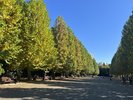 【新宿御苑/秋】都心で自然を感じたい方にオススメの公園。(池袋駅から4駅)