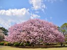 【新宿御苑/春】都心で自然を感じたい方にオススメの公園。(池袋駅から4駅)