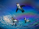 【サンシャイン水族館】空飛ぶペンギンが有名な水族館!(当館より徒歩約8分)