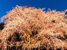 【六義園/春】六義園のしだれ桜(池袋駅から3駅)
